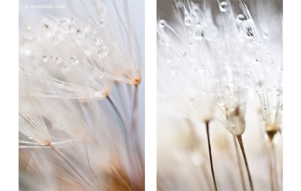 impression of dandelions, abstract
